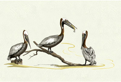 Pelicans