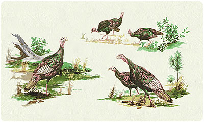 Turkeys