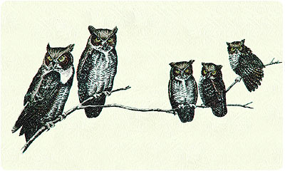 Owls