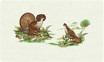 WIld Grouse