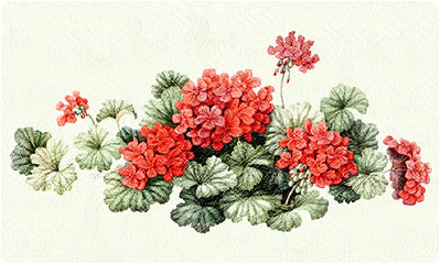 Geraniums