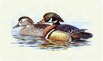 Wood Ducks