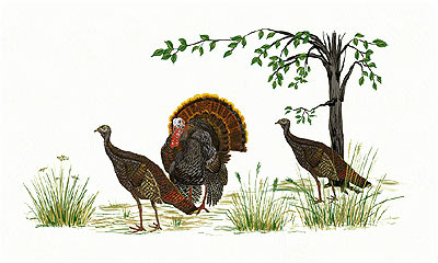 Spring Turkeys