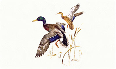 Mallard