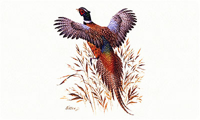 Pheasant